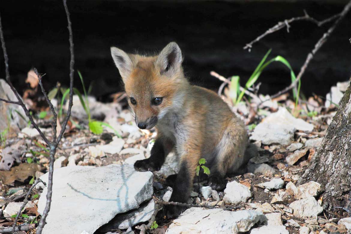 baby fox in the Ozark Mountains