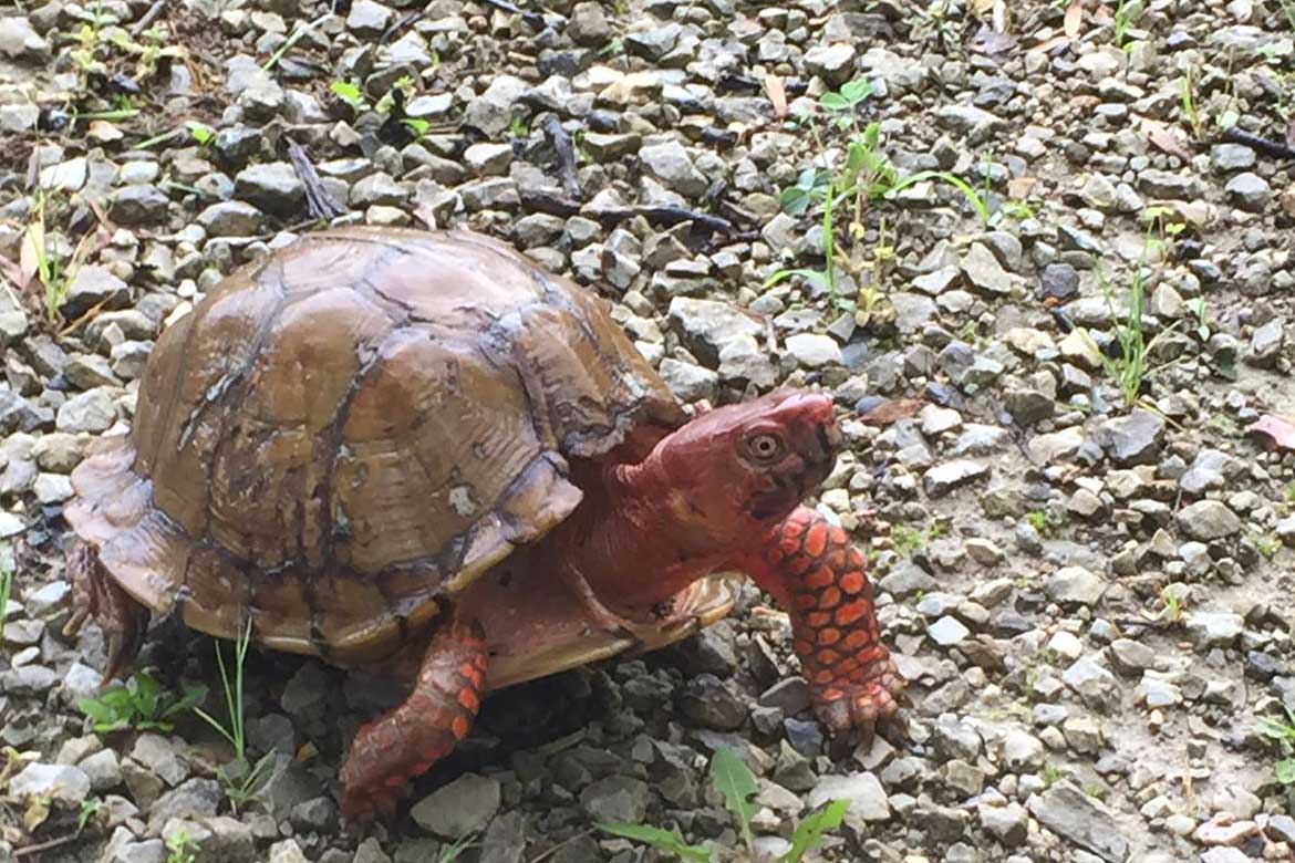 tortise walking on a bed of gravel