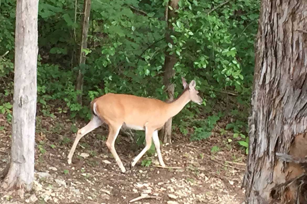 Whitetail deer walking through the forest of the Ozark Mountains