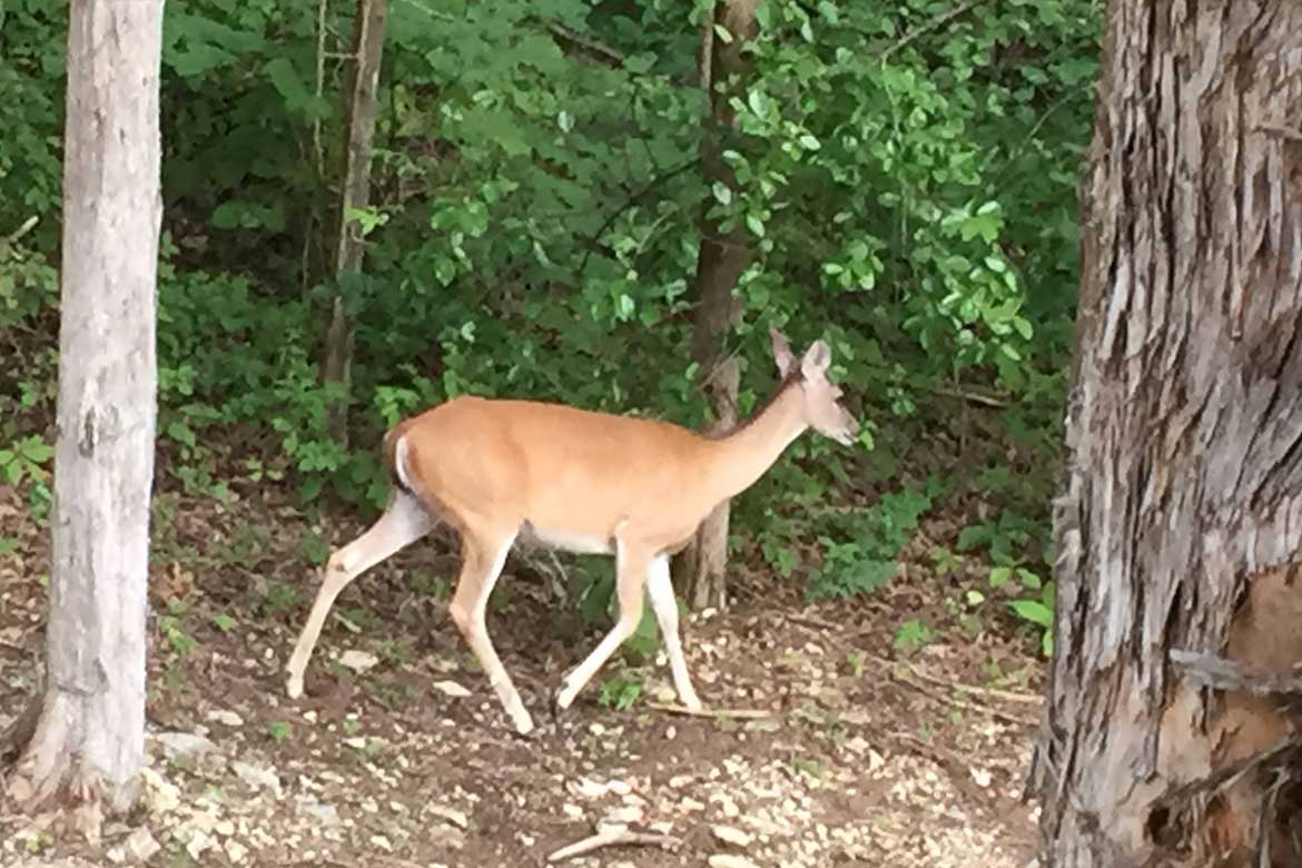 Whitetail deer