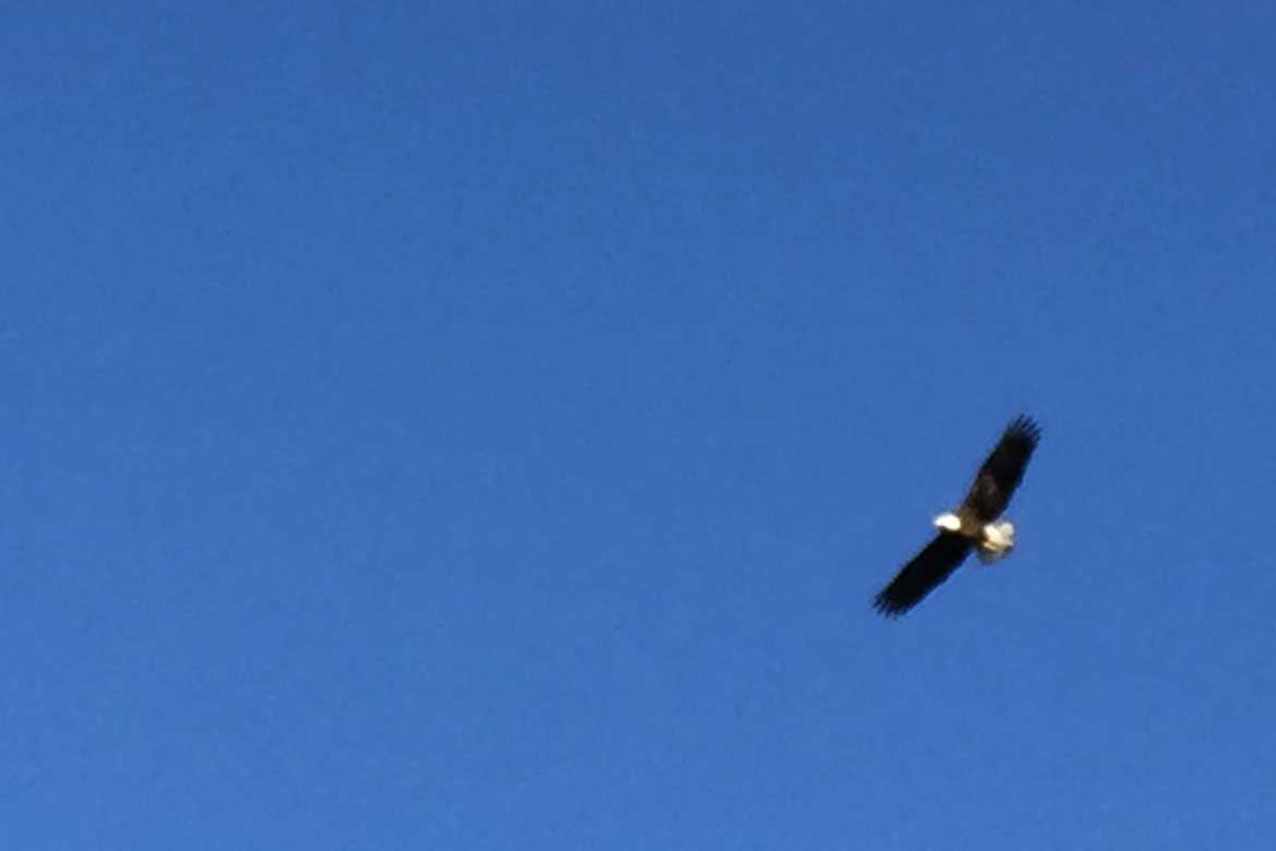 American bald eagle soaring high in the skies over the White River and the Ozark Mountains