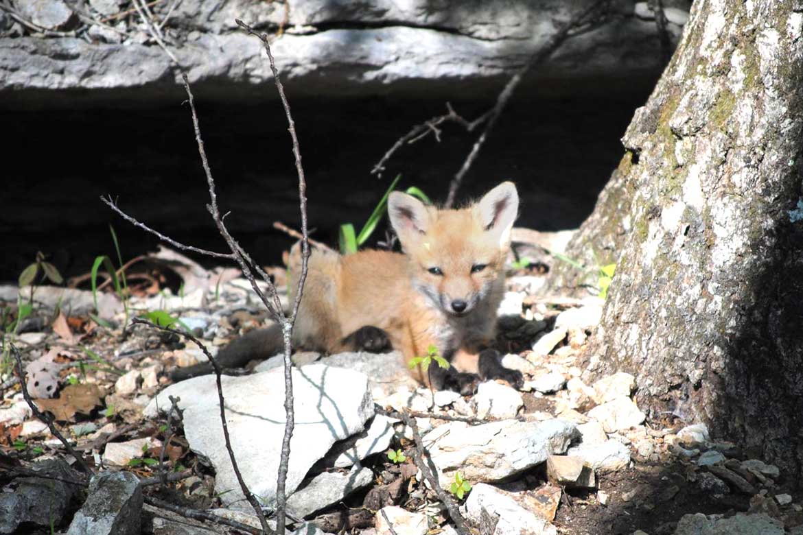 baby fox taking in his first views of the Ozark Mountains